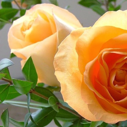 babulal chhabarwal