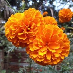 Biplab Roy Sarkar
