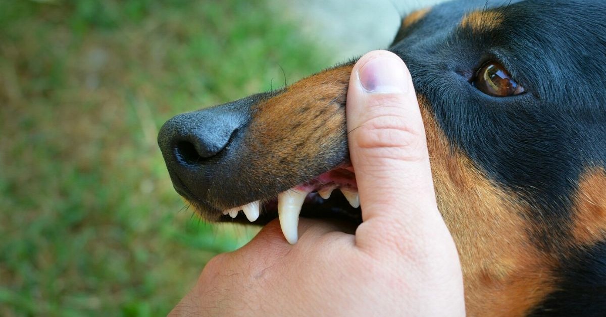bringing back justice after a dog bite: securing compensation with an attorney bringing back justice after a dog bite: securing compensation with an attorney